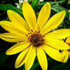 Helianthus 'Lemon Queen' (Sunflower 'Lemon Queen')