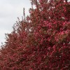 Malus 'Pink Perfection' (Crab apple 'Pink Perfection')