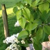 Syringa vulgaris 'Madame Lemoine' (Lilac 'Madame Lemoine')