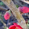 Chaenomeles japonica (Japenese quince )