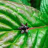 Helwingia japonica (Japanese helwingia)