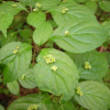 Helwingia japonica (Japanese helwingia)