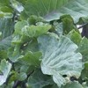 Brassica oleracea (Acephala Group) 'Taunton Deane'