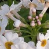 Primula japonica 'Alba'