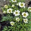 Anemone multifida 'Major' (Rocky Mountain windflower 'Major')