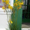 	        Hemerocallis citrina (Long yellow day lily)	    