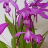 Bletilla striata 'Soryu' (Hyacinth orchid 'Soryu')