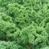Brassica oleracea (Acephala Group)