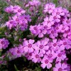 Phlox 'Zwergenteppich' (Alpine pink 'Zwergenteppich')