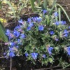Lithodora diffusa 'Heavenly Blue' (Purple gromwell 'Heavenly Blue')