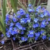 Lithodora diffusa 'Heavenly Blue' (Purple gromwell 'Heavenly Blue')