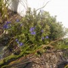 Purple gromwell 'Heavenly Blue' (Lithodora diffusa 'Heavenly Blue')
