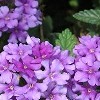 Glandularia peruviana 'Endurascape Purple' (Endurascape Series)