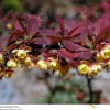 Berberis thunbergii f. atropurpurea 'Rose Glow' (Japanese barberry 'Rose Glow')