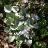 Brunnera macrophylla 'Jack Frost' (Siberian bugloss 'Jack Frost')