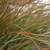 Carex testacea (Orange New Zealand sedge)