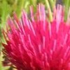Cirsium japonicum 'Early Rose Beauty'