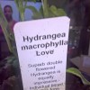 Hydrangea macrophylla 'Love' (Hydrangea 'Love')
