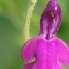 Salvia greggii 'Navajo Purple' (Navajo Series)
