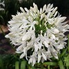 Agapanthus 'Arctic Star' (African lily 'Arctic Star')