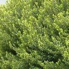 Myrtus communis subsp. tarentina 'Compacta' (Tarentum myrtle 'Compacta')