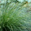 Carex divulsa (Grey sedge)