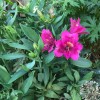 Alstroemeria (any hardy variety) (Peruvian lily (any hardy variety))