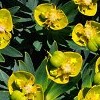 Euphorbia dendroides (Tree spurge)