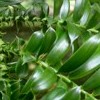Araucaria bidwillii  (Bunya-bunya pine)