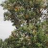 Banksia integrifolia (Coast banksia)