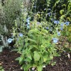Salvia patens 'Cambridge Blue' (Gentian sage 'Cambridge Blue')