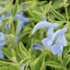 Salvia patens 'Cambridge Blue' (Gentian sage 'Cambridge Blue')