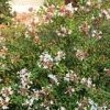 Abelia x grandiflora 'Sherwoodii' (Abelia 'Sherwoodii')