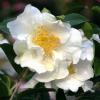 Camellia sasanqua 'Setsugekka' (Camellia 'Setsugekka')