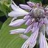 Hosta 'Hyacintha Variegata' (fortunei) (Plantain lily 'Hyacintha Variegata')