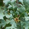 Quercus lobata (Valley oak)