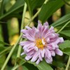 Anemone x hybrida (any variety) (Japanese anemone (any variety))