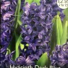 Hyacinthus orientalis  (Hyacinth)