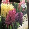 Hyacinthus orientalis (any variety) (Hyacinth (any variety))