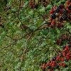 Rubus fruticosus (Blackberry)