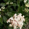 Viburnum tinus 'Spring Bouquet' (Laurustinus 'Spring Bouquet')