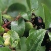 Vaccinium ovatum (Californian huckleberry)