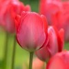 Tulipa (any Darwin hybrid) (Tulip (any Darwin hybrid))