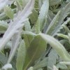 Lavandula x heterophylla (Sweet lavender)