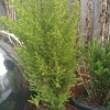 Cupressus macrocarpa 'Goldcrest' (Monterey cypress 'Goldcrest')