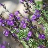 Salvia greggii 'Navajo Dark Purple' (Navajo Series) (Autumn sage 'Navajo Dark Purple')