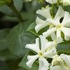 Trachelospermum jasminoides 'Madison'