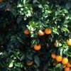 Citrus x aurantium (Sweet Orange Group) 'Baia' (Sweet orange 'Baia')