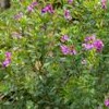 Polygala fruticosa 'Petite Butterflies' (Sweet pea shrub 'Petite Butterflies')