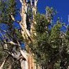 Pinus longaeva (Great Basin bristlecone pine)
